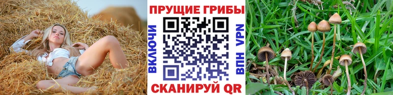 дарнет шоп  Гатчина  Псилоцибиновые грибы мухоморы 